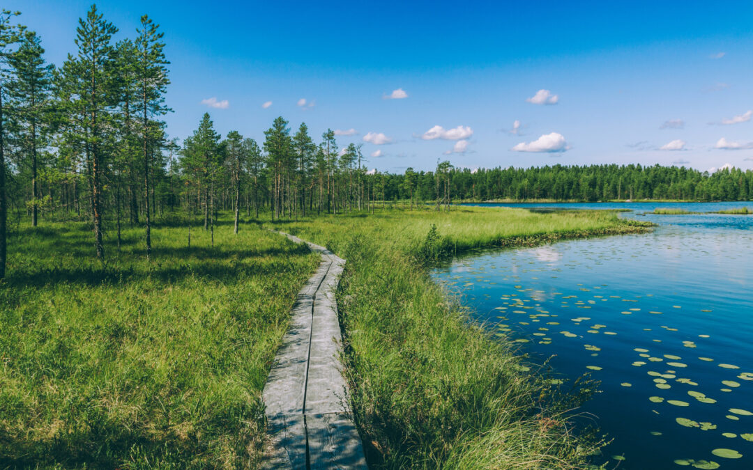 Przewodnik po parkach narodowych Podlasia dla miłośników natury i spokoju